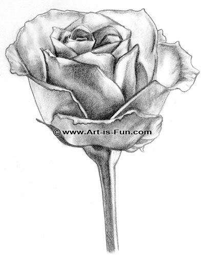 400x515 How To Draw A Rose Art Rose, Drawings And Art Lessons