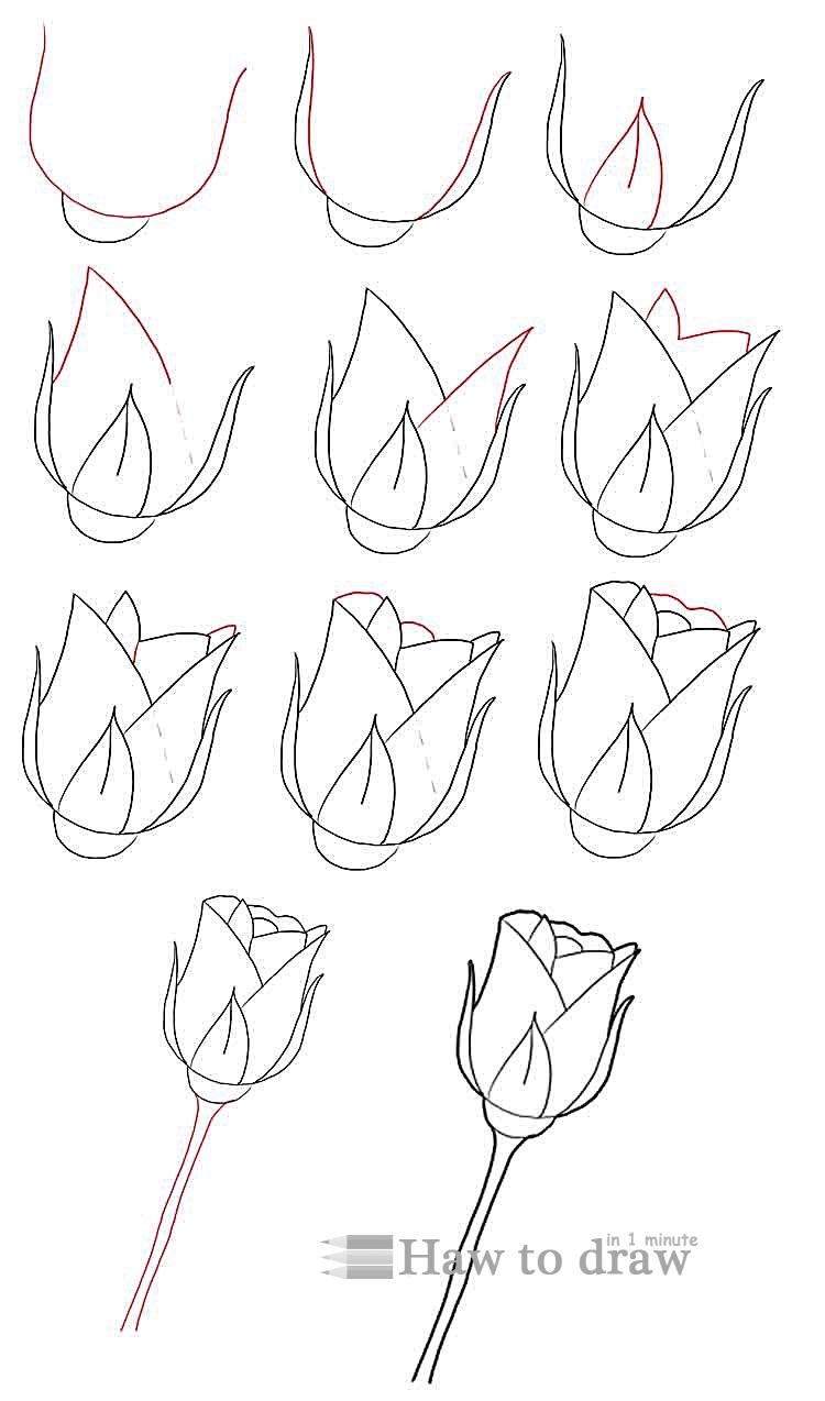 750x1274 Hoontoidly Rose Drawings In Pencil Step By Step Images