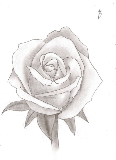 465x640 Drawing Of A Red Rose