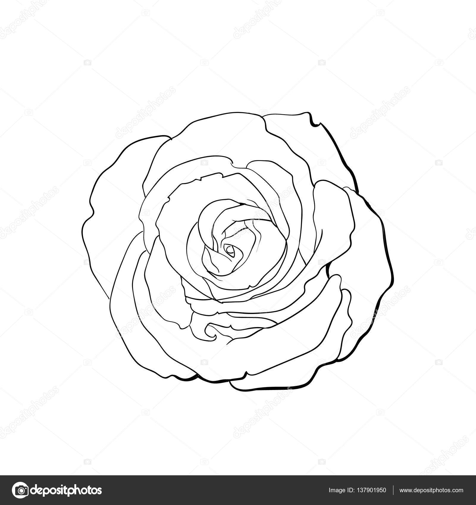 1600x1700 Deep Contour Rose, Top View Isolated Sketch Vector Illustration