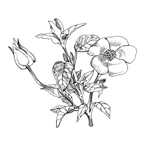 520x520 How To Draw Realistic Trees, Plants Bushes And Rocks