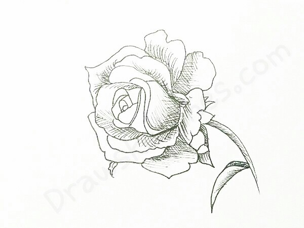 600x450 How Draw A Rose By Following 16 Easy Steps You Will Lead