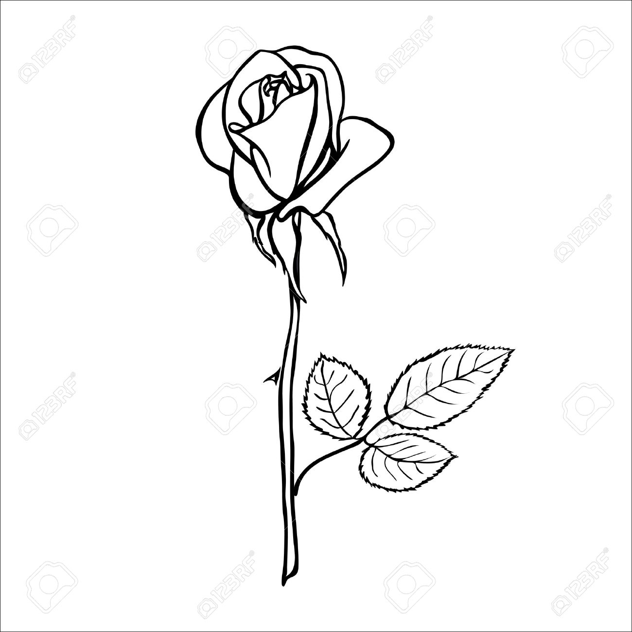 1300x1300 Stencil Rose Stock Photos. Royalty Free Business Images