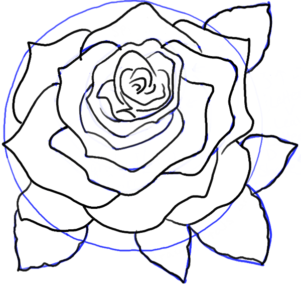 600x568 How To Draw Roses Opening In Full Bloom Step By Step Drawing