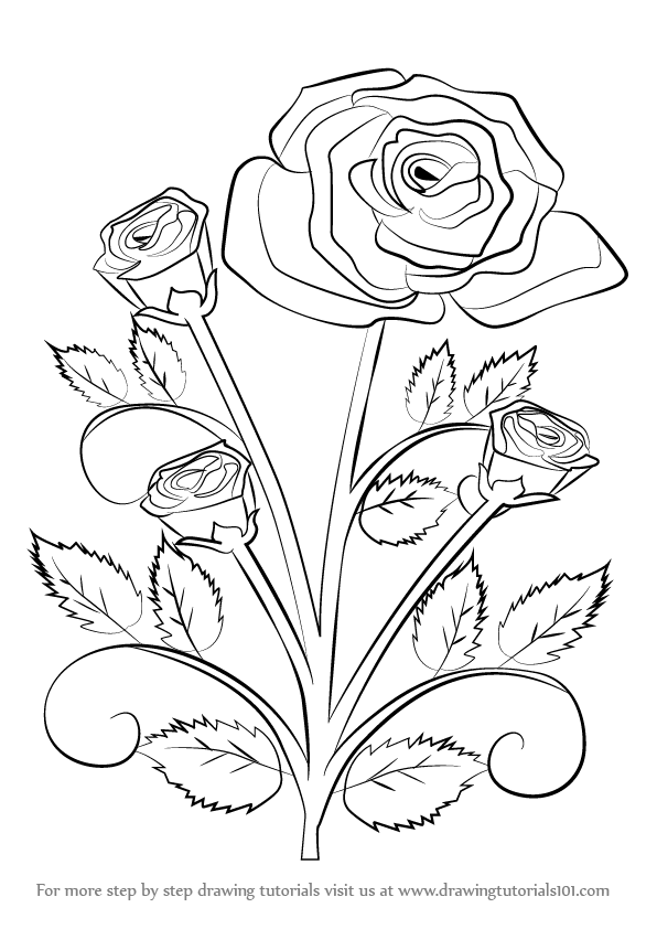 596x842 Learn How To Draw A Rose Plant (Rose) Step By Step Drawing Tutorials