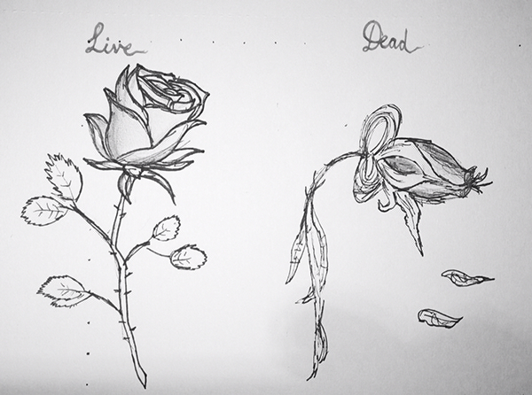 600x446 Simple Rose Drawing Step Step. How To Draw A Rose. How To Draw