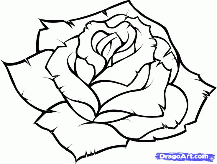 736x556 Drawn Rose Bush Easy