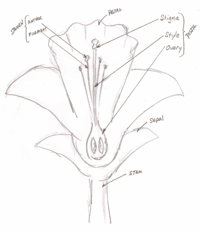 400x461 Pencil Flower Drawing, Step By Step Drawing Guide For Beginners.