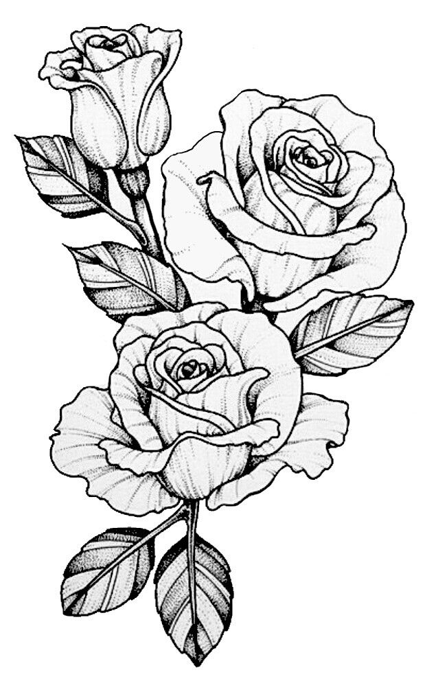 635x992 28 Best Rose Drawings Images On Rose Drawings, Tattoo