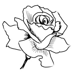 240x240 Search Photos Rose Top View