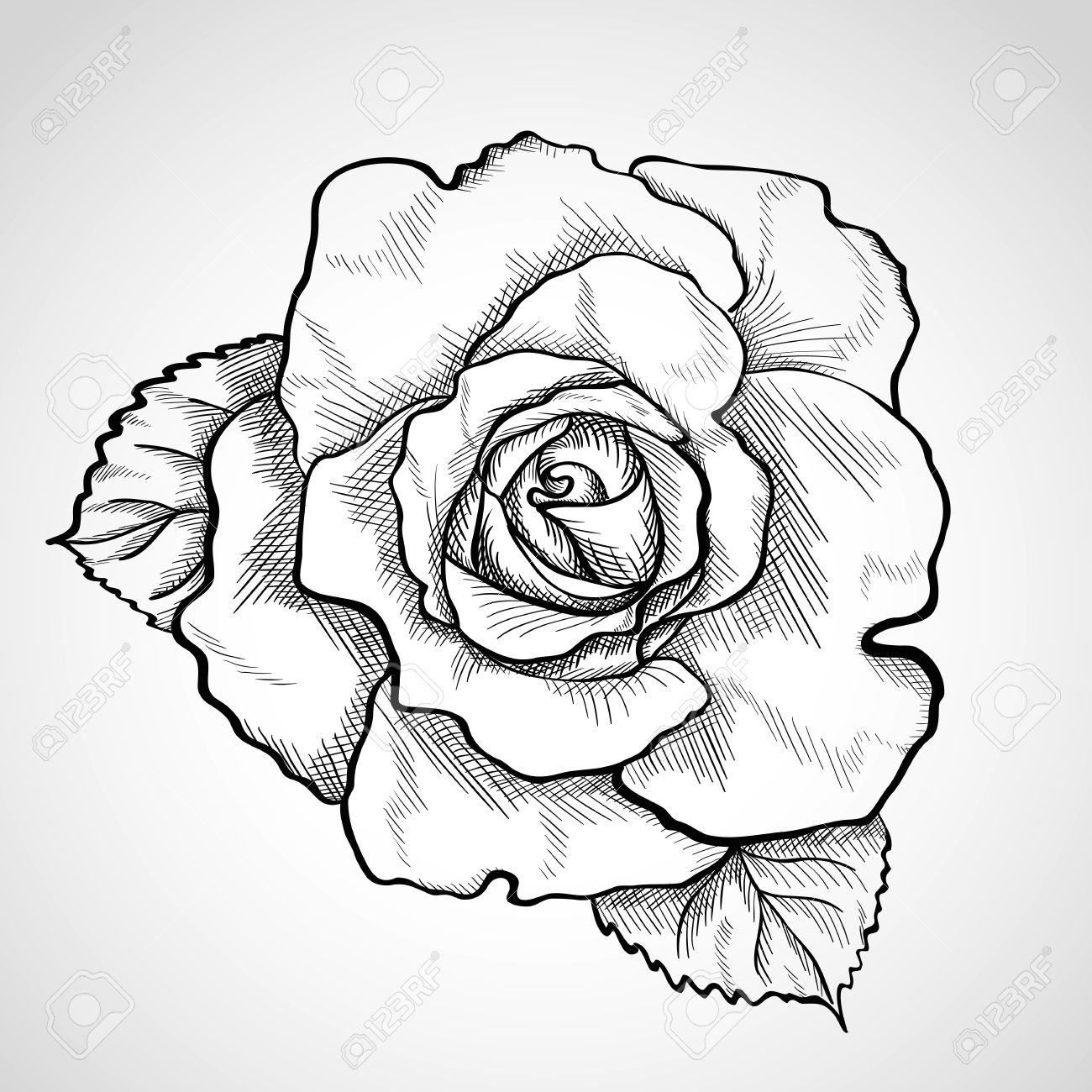 1300x1300 Hoontoidly Rose Drawings In Pencil Outline Images