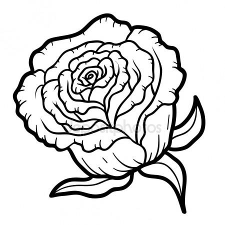 450x450 Deep Contour Rose, Top View Isolated Sketch Vector Illustration