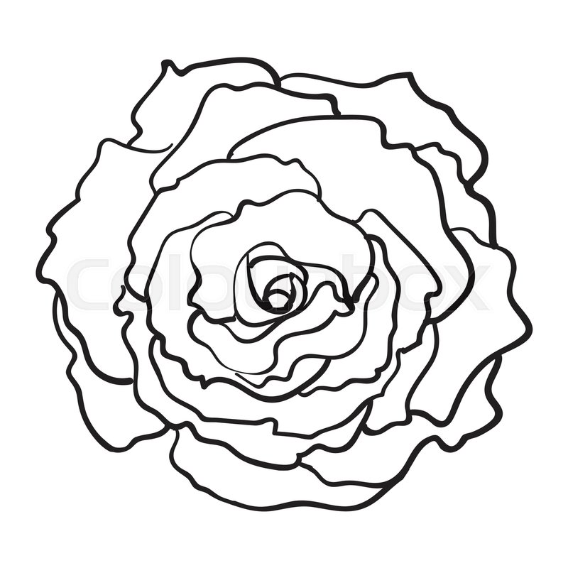 800x800 Deep Contour Rose Bud, Top View Sketch Style Vector Illustration