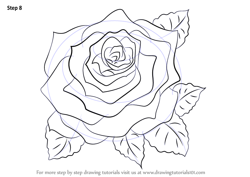 844x598 Learn How To Draw A Rose (Rose) Step By Step Drawing Tutorials