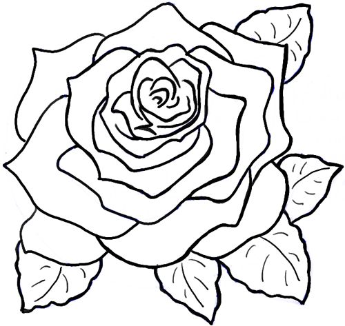 500x473 Best Roses Drawing Tutorial Ideas On How To Draw