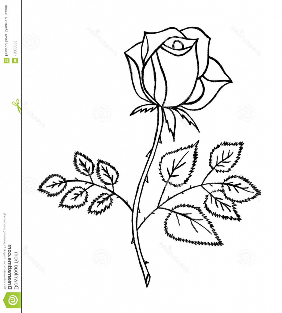 923x1024 Out Line Pencil Sketch Of Rose Flower Rose Picture Drawing Rose