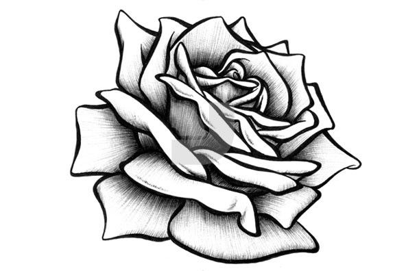 592x396 Rose Flower Drawing Images