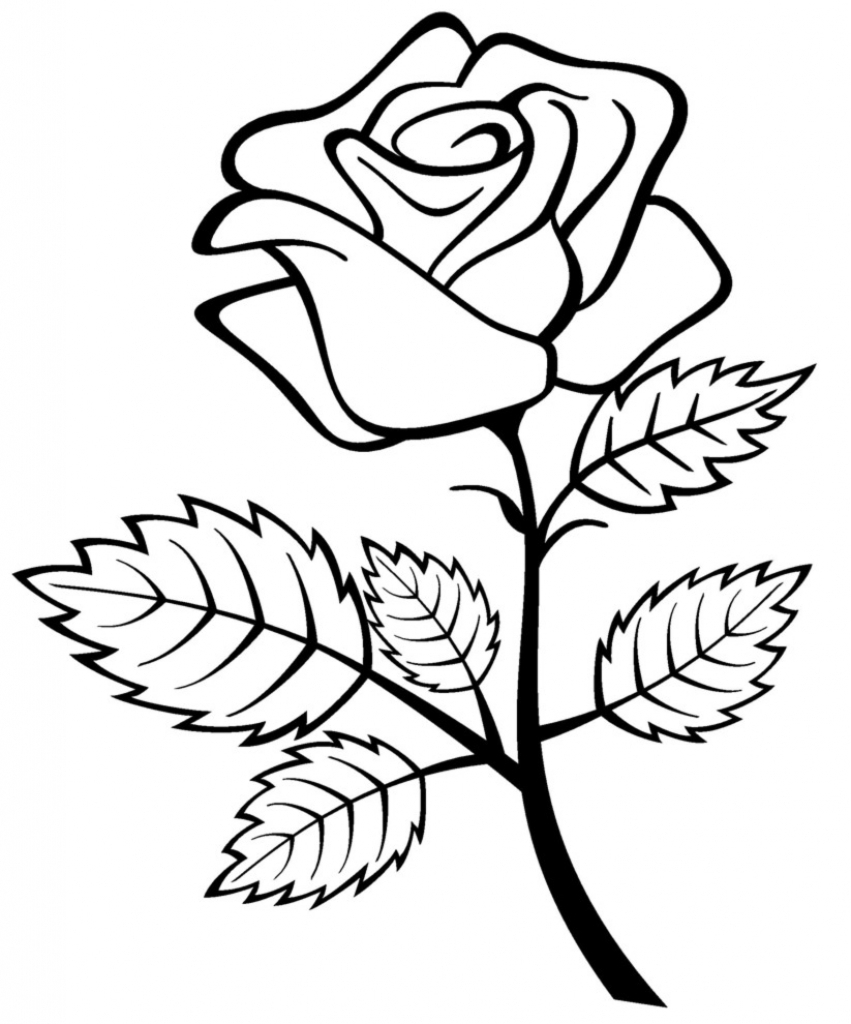 851x1024 Rose Flowers
