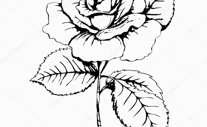800x491 Drawn Rose Flower Base Gardening Flower And Vegetables