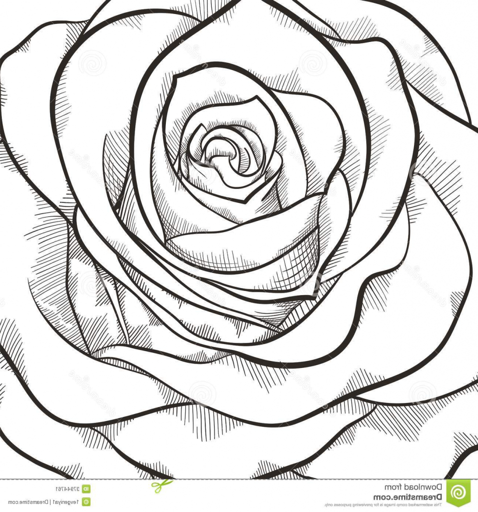 957x1024 Rose Flower Black And White Drawing Black And White Drawings