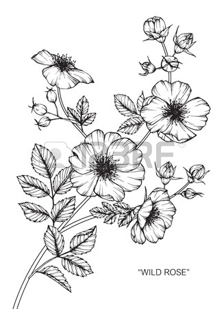 327x450 Rose Flower Drawing. Royalty Free Cliparts, Vectors, And Stock