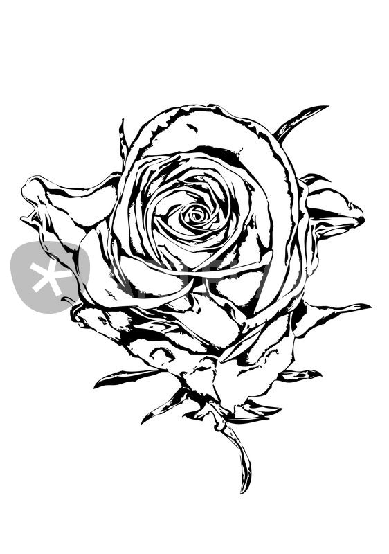 562x800 Rose Flower Drawing Drawing Art Prints And Posters By Rafal Kulik