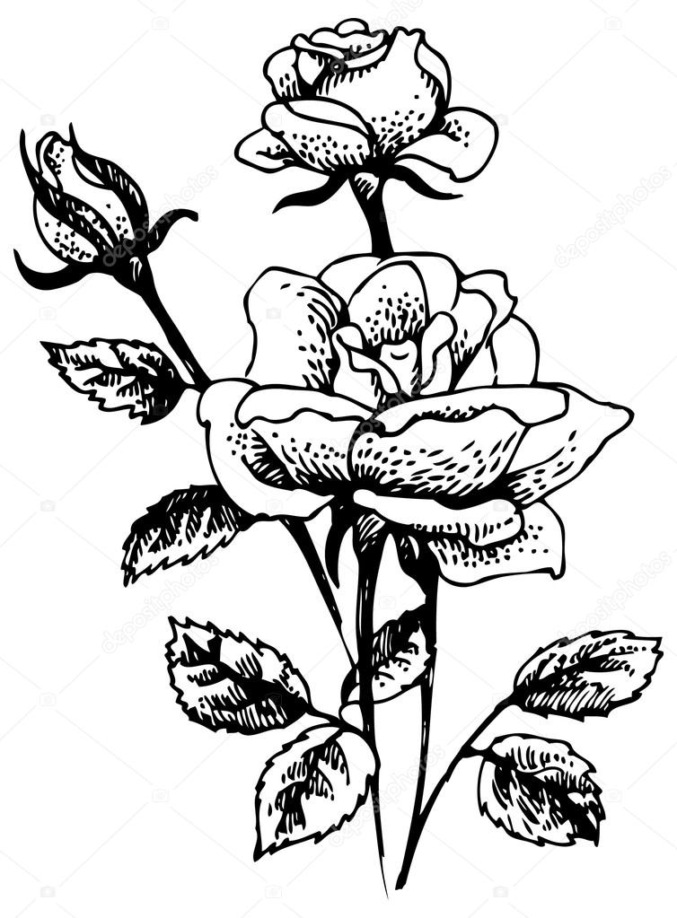 754x1023 Roses. Hand Drawn Illustration Of Rose Flowers Bouquet Stock