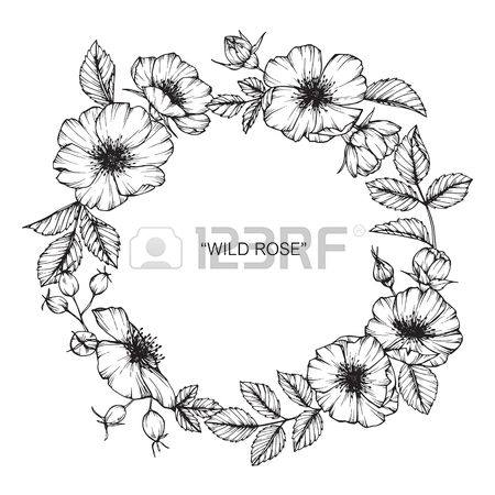 450x450 Wild Rose Flower. Drawing And Sketch With Black And White Line Art