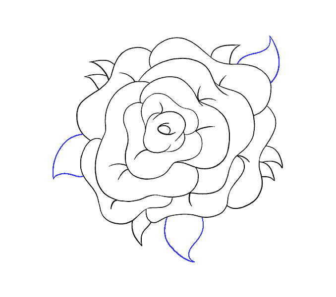 678x600 How To Draw A Rose Flower Easy Drawing Guides