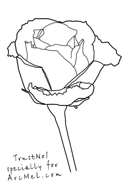 411x620 How To Draw A Rose Step By Step