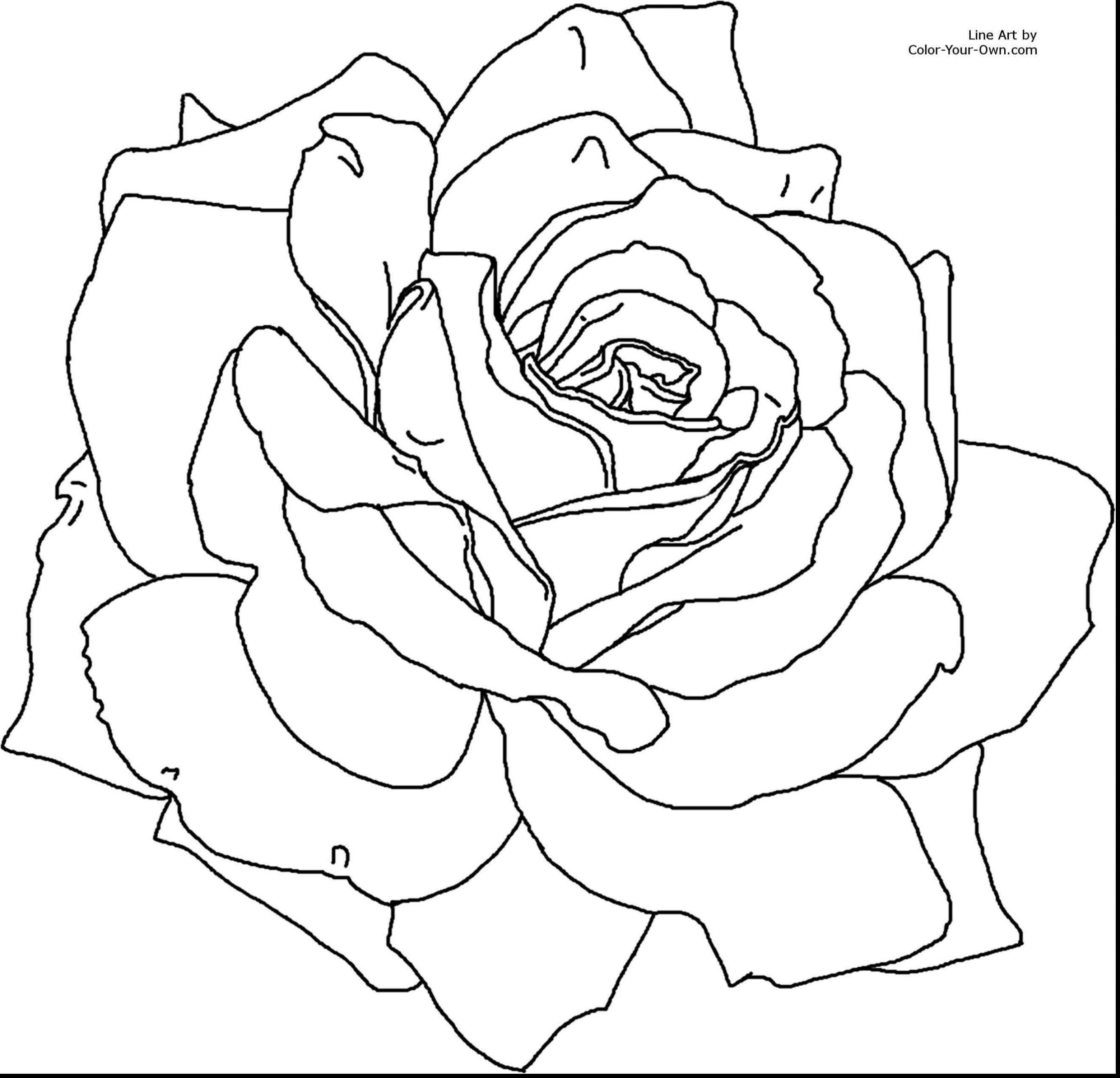 2640x2542 Nice Rose Flower Coloring Pages For Kids Beautiful Extraordinary