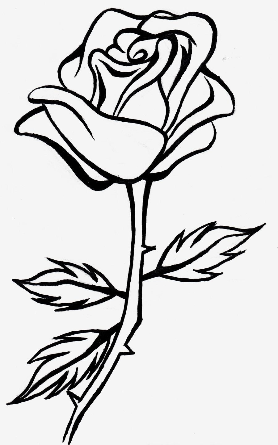900x1441 Rose Flower Art Drawing