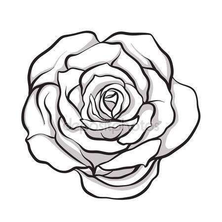 450x450 Rose Sketch Stock Vector Likka