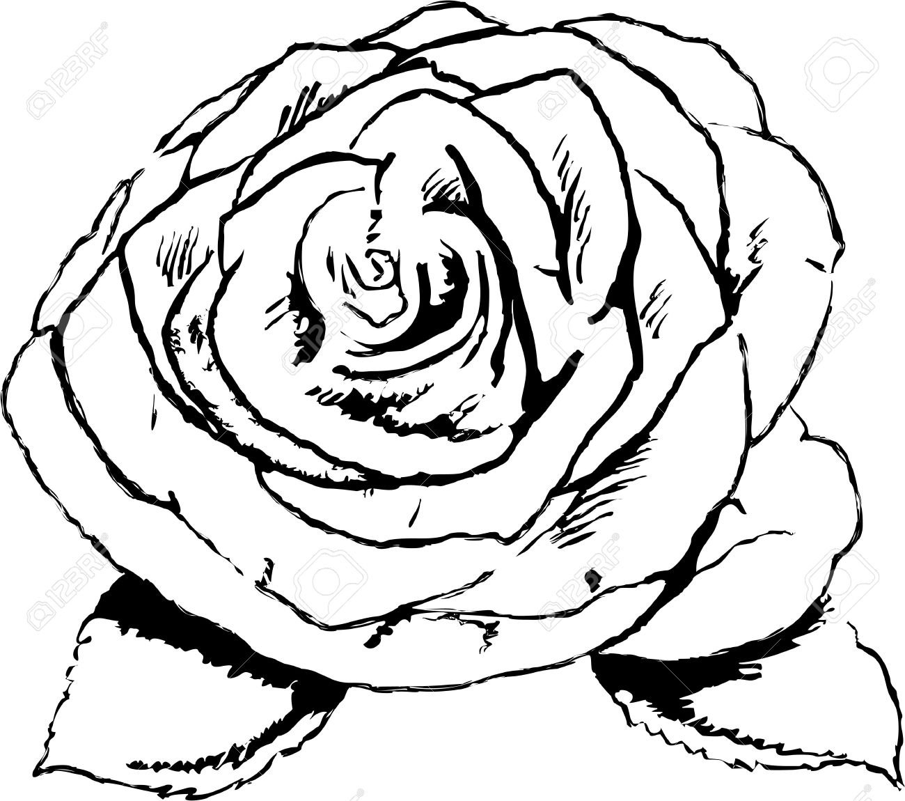 1300x1150 Rough Sketchy Drawing Style Illustration Of A Rose Flower Stock