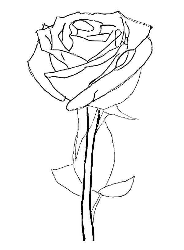 600x815 Coloring Pages Rose Rose Flower Coloring Page Coloring Pages