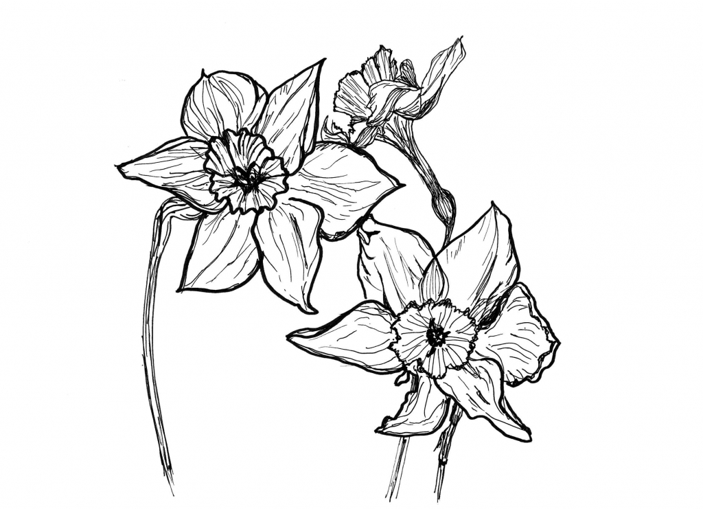 1024x741 How To Draw 3d Flowers Pencil Drawing Rose Flower Pencil Sketch