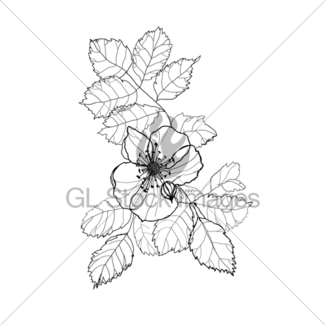 325x325 Rose Flower Pencil Drawing Gl Stock Images