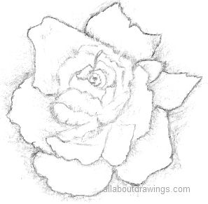 297x291 Beautiful Rose Pencil Drawings