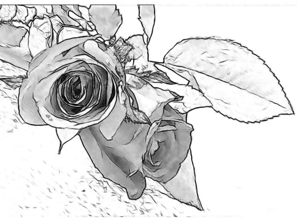 1024x768 Simple Art Drawing Ideas Pencil Drawing Of Rose Flower Pencil