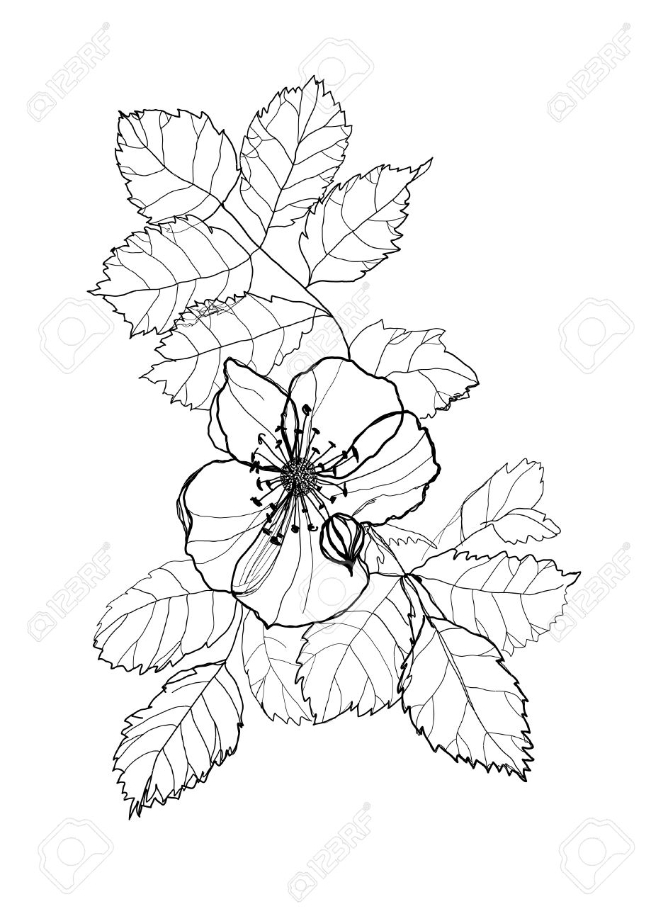 919x1300 Dog Rose Flower Pencil Drawing On White Background Royalty Free