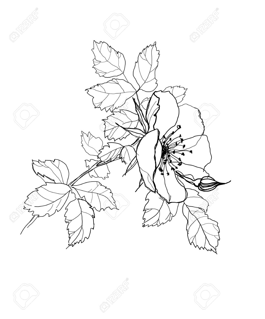 1079x1300 Dog Rose Flower Pencil Drawing Royalty Free Cliparts, Vectors,