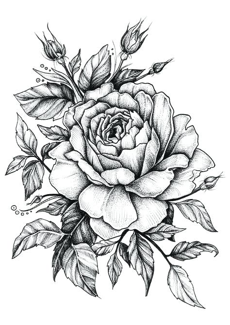 474x668 Drawn Rose Simple Rose Drawing Pencil Drawn Rose Flower Affan