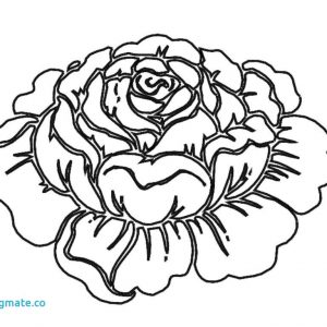 300x300 Coloring Pages Roses Flowers Best Of Coloring Pages Flower Luxury