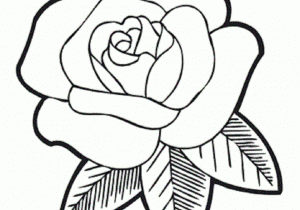 300x210 Rose Flower Drawing