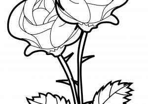 300x210 Rose Flowers Drawings How To Draw A Rose Flower Easy Line Drawing