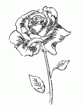 275x350 This Is A Tut On How To Draw A Rose,so All I Have To Say Is Hope U