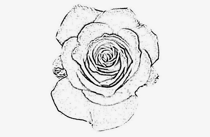 693x452 Drawing Rose Flowers