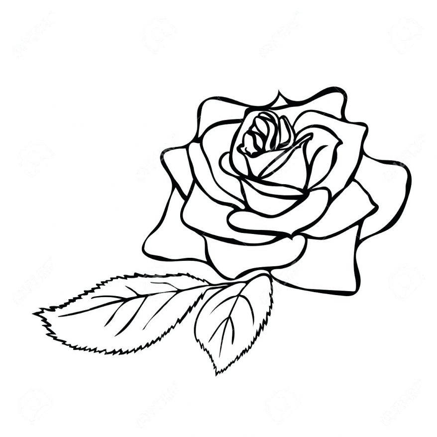 878x878 Rose Drawing Outlines Outline Kid 13 Marvellous Roses Rose Drawing