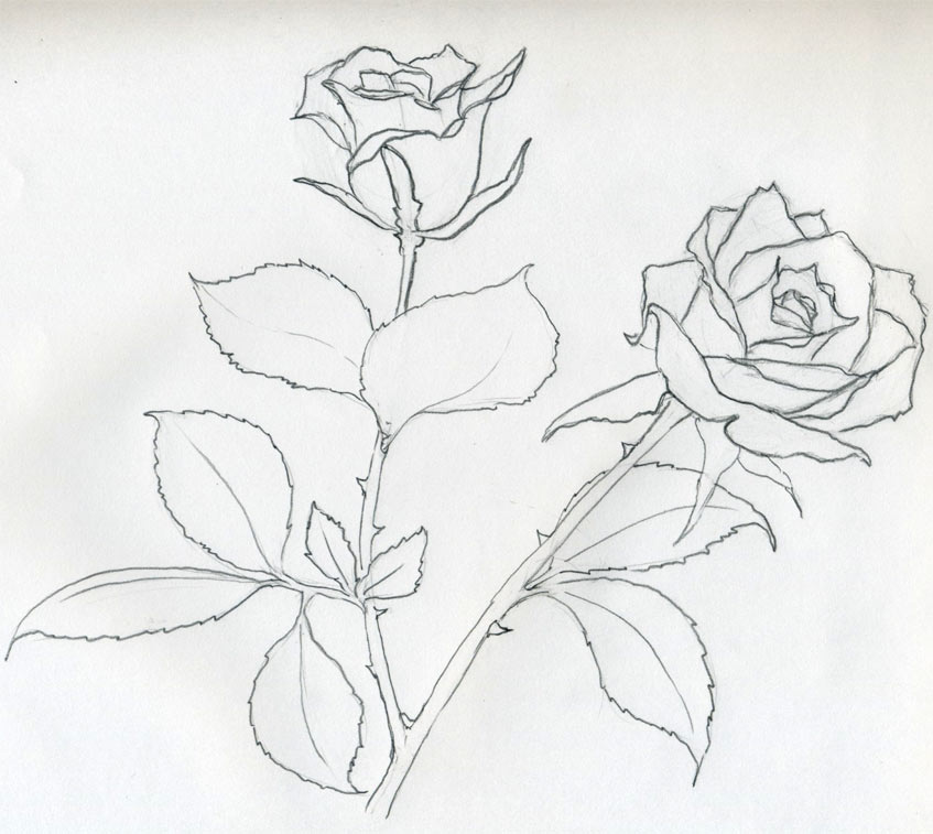 847x757 Rose Sketch You Will Enjoy