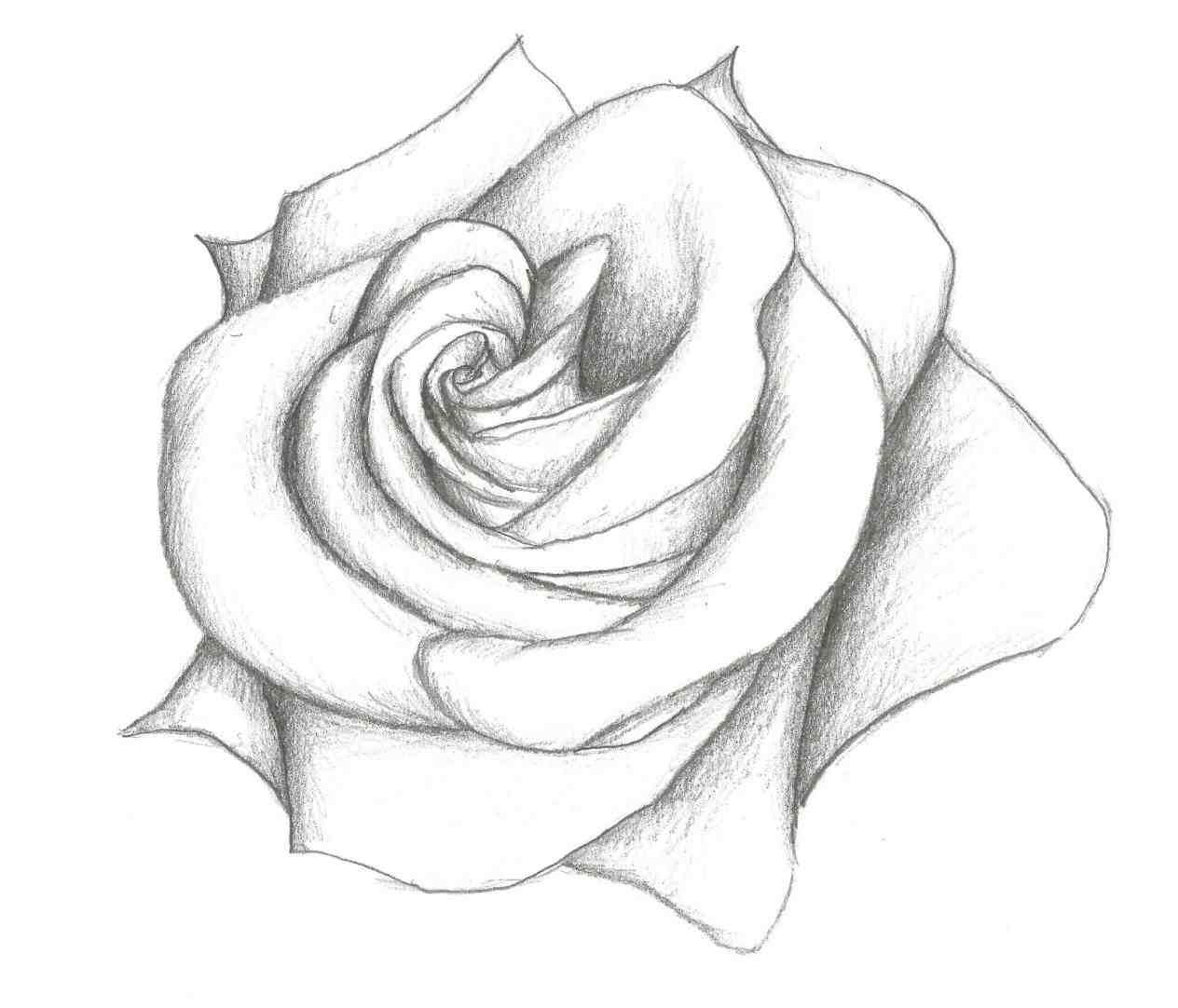 1264x1082 Of Roses Step By Step Rose Sketch And In Color Easy Drawing Model